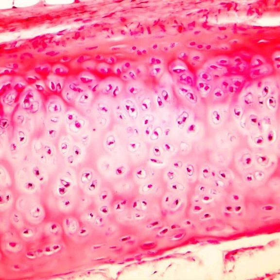Ortho-Energy-orthobiologie-1.jpg