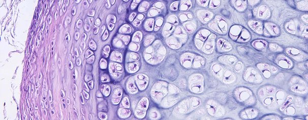 Ortho-Energy-Headerbild-Stammzellen.jpg 